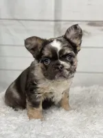 Bentley, a female French Bulldog for sale in Winesburg, OH – Photo 1 of 5