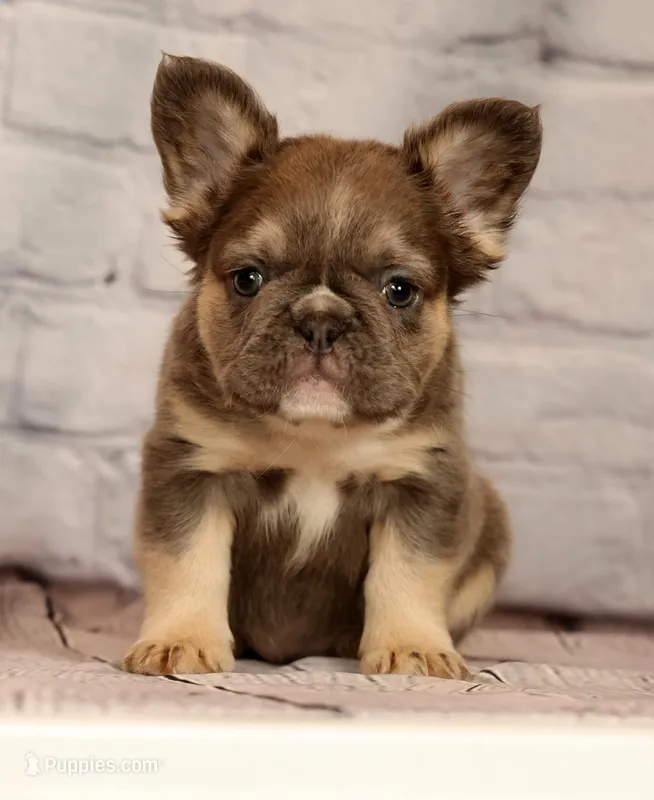 Biscut – French Bulldog puppy for sale in Winesburg, OH