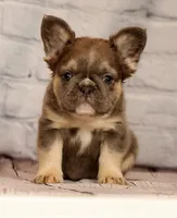 Biscut, a female French Bulldog for sale in Winesburg, OH – 1 of 8