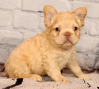 Rolo, a male French Bulldog for sale in Winesburg, OH – 7 of 8