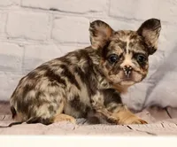 Gigi, a female French Bulldog for sale in Winesburg, OH – 6 of 8