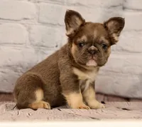 Biscut, a female French Bulldog for sale in Winesburg, OH – 7 of 8