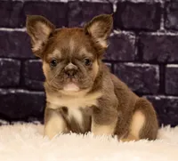 Biscut, a female French Bulldog for sale in Winesburg, OH – 2 of 8
