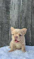 Charlie, a male French Bulldog for sale in Winesburg, OH – 2 of 5