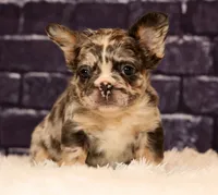 Gigi, a female French Bulldog for sale in Winesburg, OH – 2 of 8