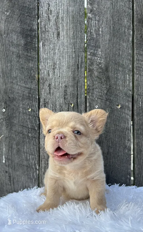 Charlie – French Bulldog puppy for sale in Winesburg, OH