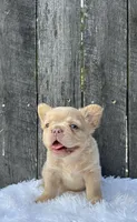 Charlie, a male French Bulldog for sale in Winesburg, OH – 1 of 5