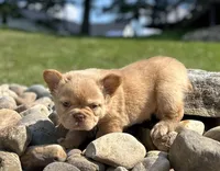 Archie, a male French Bulldog for sale in Winesburg, OH – 2 of 6