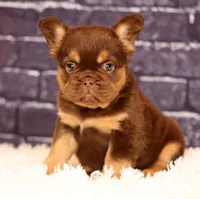 Coco, a female French Bulldog for sale in Winesburg, OH – 8 of 8