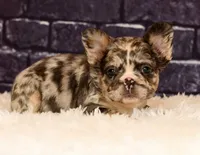Gigi, a female French Bulldog for sale in Winesburg, OH – 8 of 8