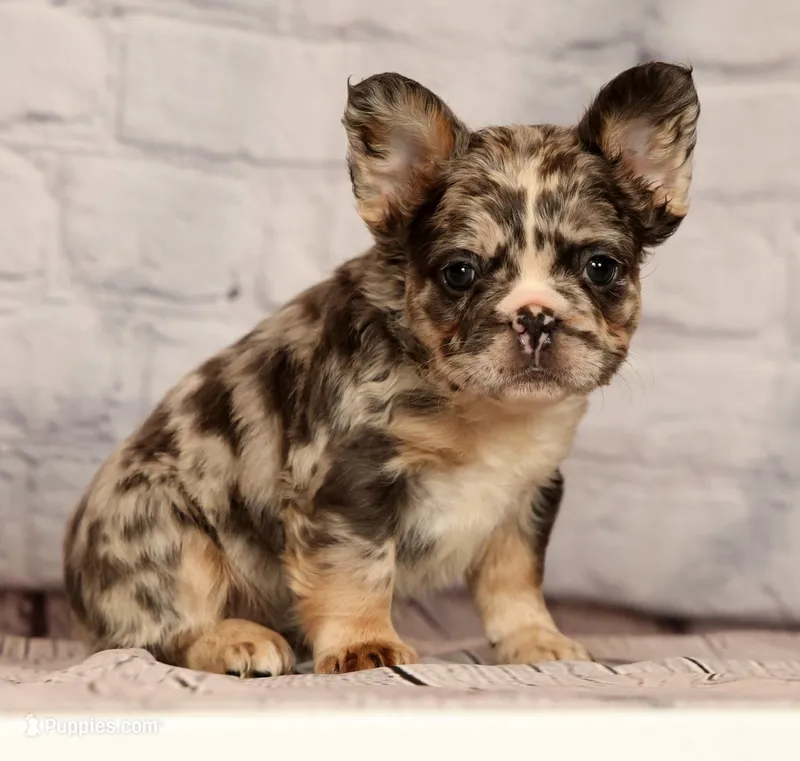 Gigi – French Bulldog puppy for sale in Winesburg, OH