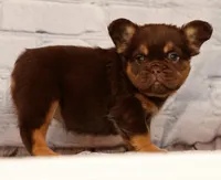 Coco, a female French Bulldog for sale in Winesburg, OH – 5 of 8