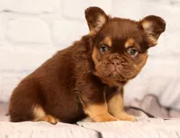 Coco, a female French Bulldog for sale in Winesburg, OH – 4 of 8