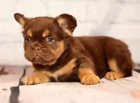 Coco, a female French Bulldog for sale in Winesburg, OH – 7 of 8