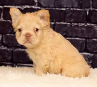 Rolo, a male French Bulldog for sale in Winesburg, OH – 5 of 8