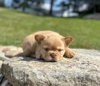 Archie, a male French Bulldog for sale in Winesburg, OH – 3 of 6
