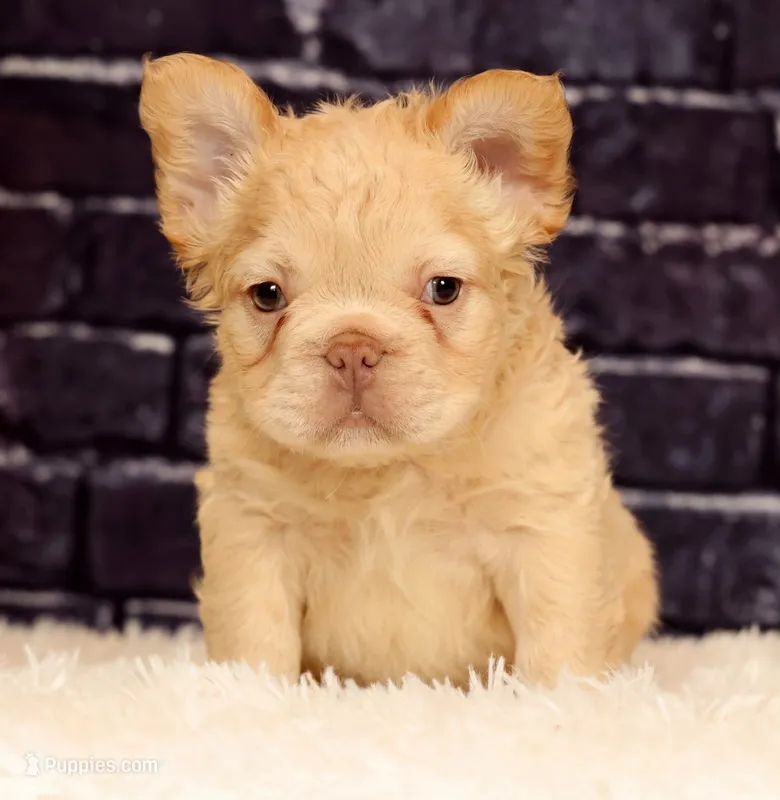 Rolo – French Bulldog puppy for sale in Winesburg, OH