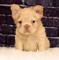 Rolo, a male French Bulldog for sale in Winesburg, OH – 1 of 8