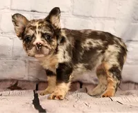 Gigi, a female French Bulldog for sale in Winesburg, OH – 7 of 8