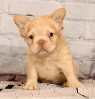 Rolo, a male French Bulldog for sale in Winesburg, OH – 2 of 8