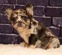 Gigi, a female French Bulldog for sale in Winesburg, OH – 3 of 8