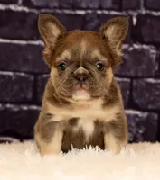 Biscut, a female French Bulldog for sale in Winesburg, OH – 5 of 8