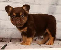 Coco, a female French Bulldog for sale in Winesburg, OH – 2 of 8
