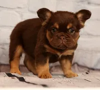 Coco, a female French Bulldog for sale in Winesburg, OH – 3 of 8