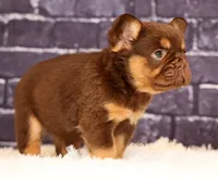Coco, a female French Bulldog for sale in Winesburg, OH – 6 of 8