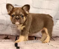 Biscut, a female French Bulldog for sale in Winesburg, OH – 8 of 8