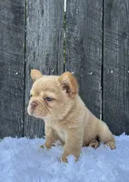 Archie, a male French Bulldog for sale in Winesburg, OH – 6 of 6