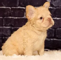 Rolo, a male French Bulldog for sale in Winesburg, OH – 8 of 8