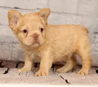 Rolo, a male French Bulldog for sale in Winesburg, OH – 6 of 8
