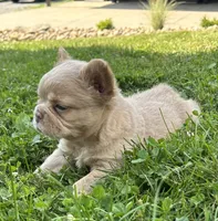 Charlie, a male French Bulldog for sale in Winesburg, OH – 4 of 5