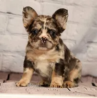 Gigi, a female French Bulldog for sale in Winesburg, OH – 5 of 8