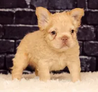 Rolo, a male French Bulldog for sale in Winesburg, OH – 3 of 8