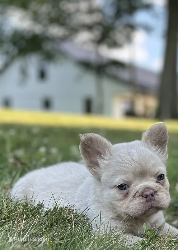 Milo – French Bulldog puppy for sale in Winesburg, OH