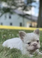 Milo, a male French Bulldog for sale in Winesburg, OH – 1 of 6