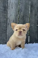 Archie, a male French Bulldog for sale in Winesburg, OH – 5 of 6
