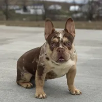 Rolex, a male French Bulldog for sale in Winesburg, OH – Photo 1 of 4
