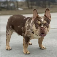 Rolex, a male French Bulldog for sale in Winesburg, OH – Photo 4 of 4