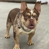 Rolex, a male French Bulldog for sale in Winesburg, OH – Photo 2 of 4