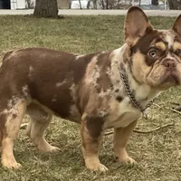 Rolex, a male French Bulldog for sale in Winesburg, OH – Photo 3 of 4