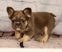 Biscut, a female French Bulldog for sale in Winesburg, OH – 3 of 8