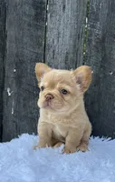 Archie, a male French Bulldog for sale in Winesburg, OH – 4 of 6