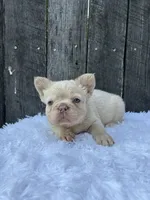Milo, a male French Bulldog for sale in Winesburg, OH – 4 of 6