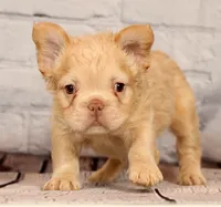 Rolo, a male French Bulldog for sale in Winesburg, OH – 4 of 8