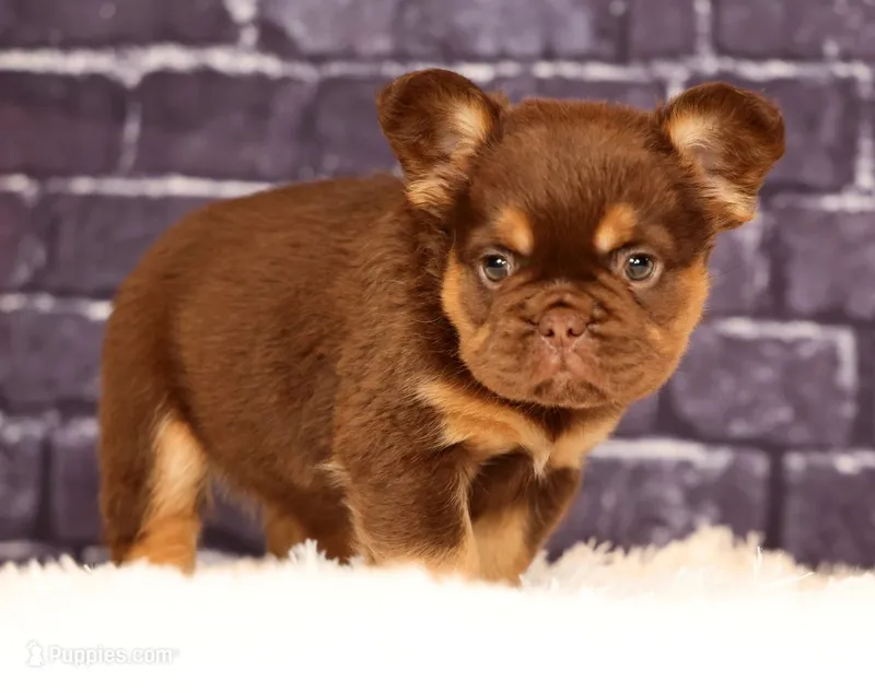 Coco – French Bulldog puppy for sale in Winesburg, OH