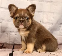 Biscut, a female French Bulldog for sale in Winesburg, OH – 4 of 8