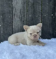 Milo, a male French Bulldog for sale in Winesburg, OH – 5 of 6